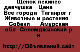 Щенок пекинес девчушка › Цена ­ 2 500 - Все города, Таганрог г. Животные и растения » Собаки   . Амурская обл.,Селемджинский р-н